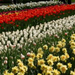 Keukenhof